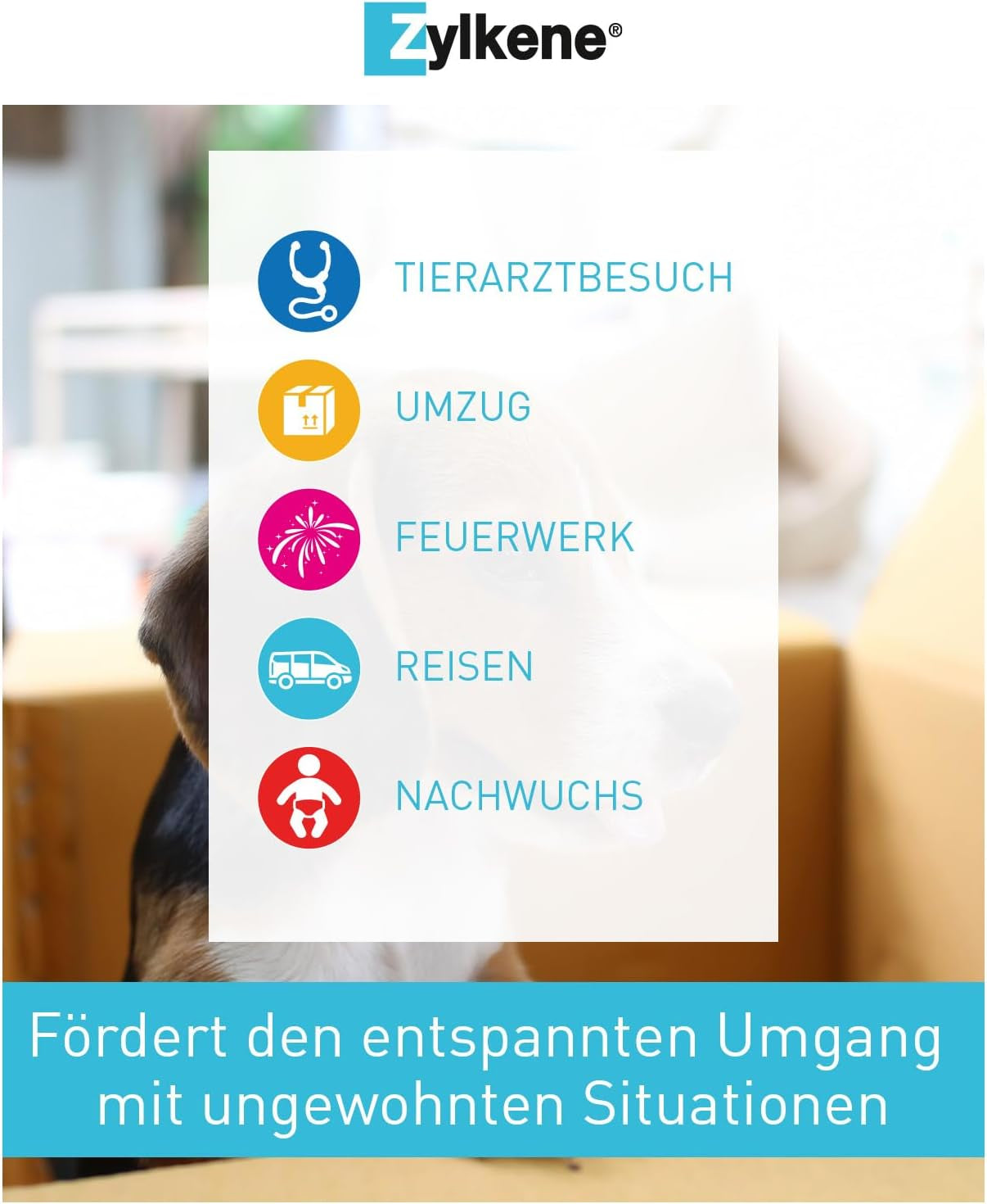 Zylkene 450 Mg - 50 Gélules (5 X 10 Gélules) - Complément Alimentaire Pour Chien Qui Aide À Gérer L'Anxiété Et Les Situations Stressantes
