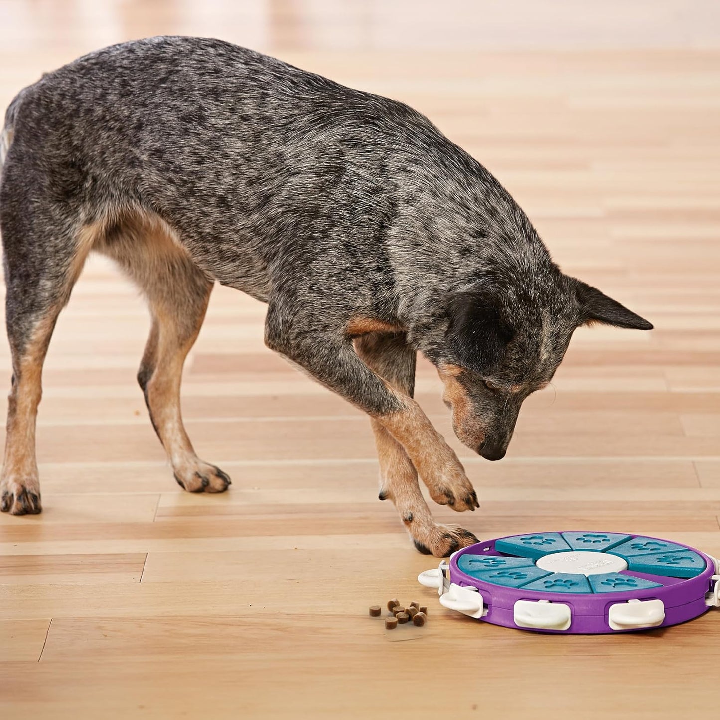 Nina Ottosson De Puzzle Pour Chien Dog Twister - Interactif/À Friandises - Niveau Avancé