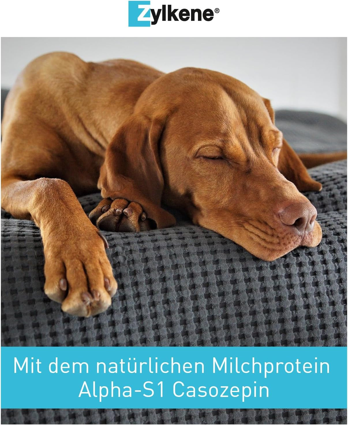 Zylkene 450 Mg - 50 Gélules (5 X 10 Gélules) - Complément Alimentaire Pour Chien Qui Aide À Gérer L'Anxiété Et Les Situations Stressantes