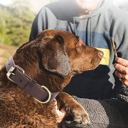 Collier Pour Chien En Cuir Marron - Très Résistant Pour Les Races Fortes, Tailles Moyennes Grandes/Xl Avec Matériel Renforcé - Résistant Aux Intempéries (M)
