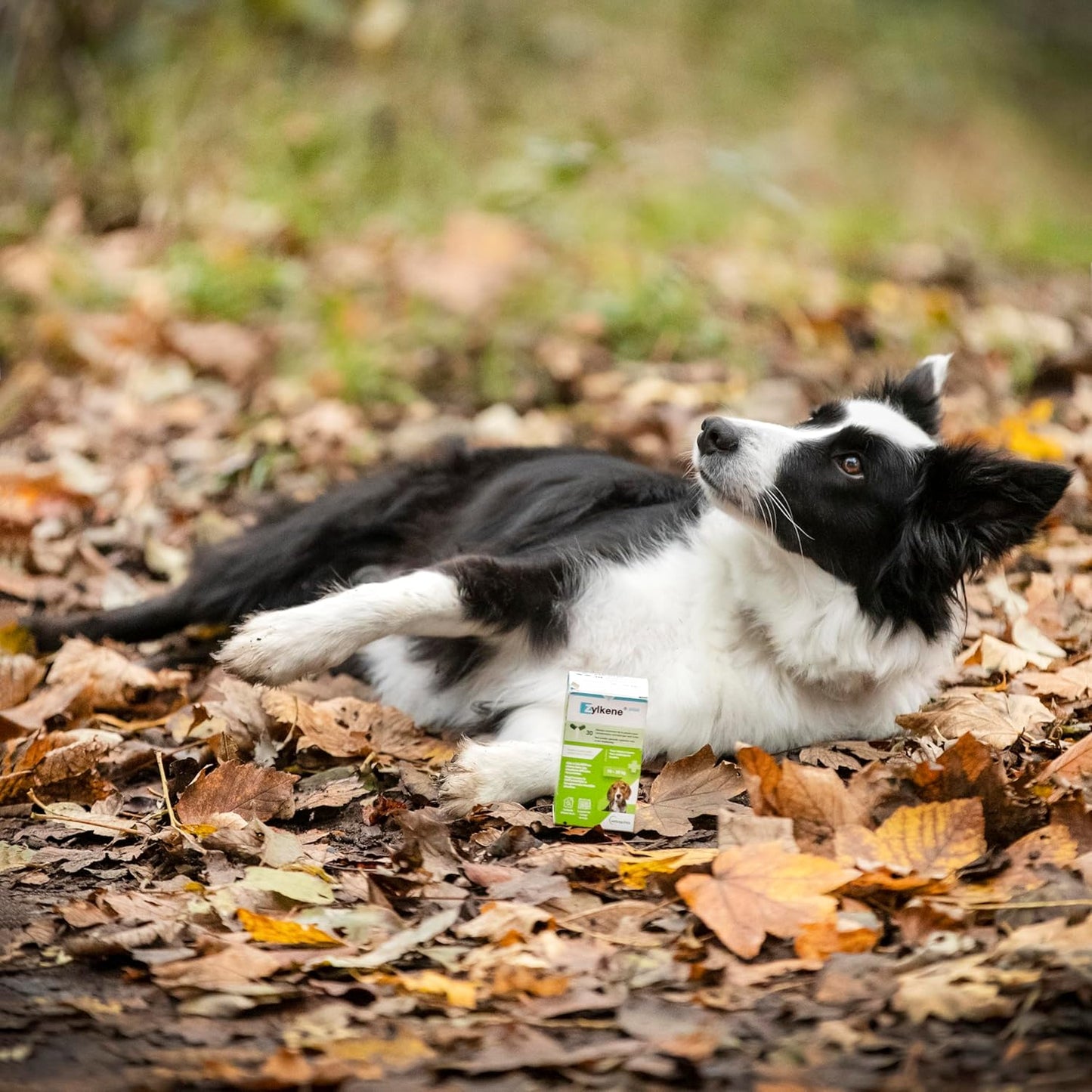 ZYLKENE plus Pour Chiens De Taille Moyenne (10-30 Kg)